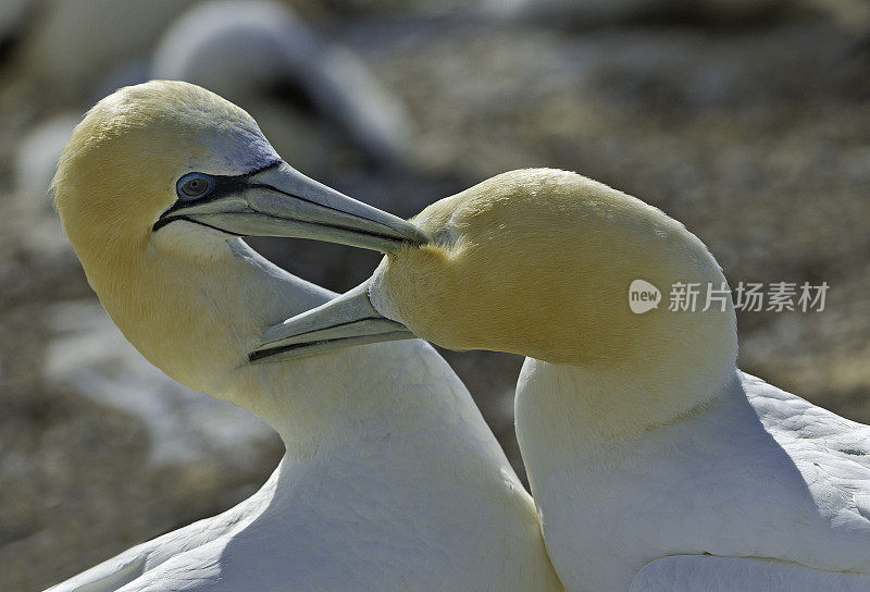 澳大利亚塘鹅(Morus serrator)也澳大利亚塘鹅，Tākapu)是塘鹅科的一种大型海鸟。